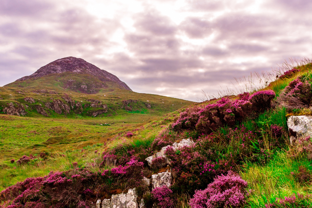 Ireland flora and fauna with mountain irish products skincare and gifts
