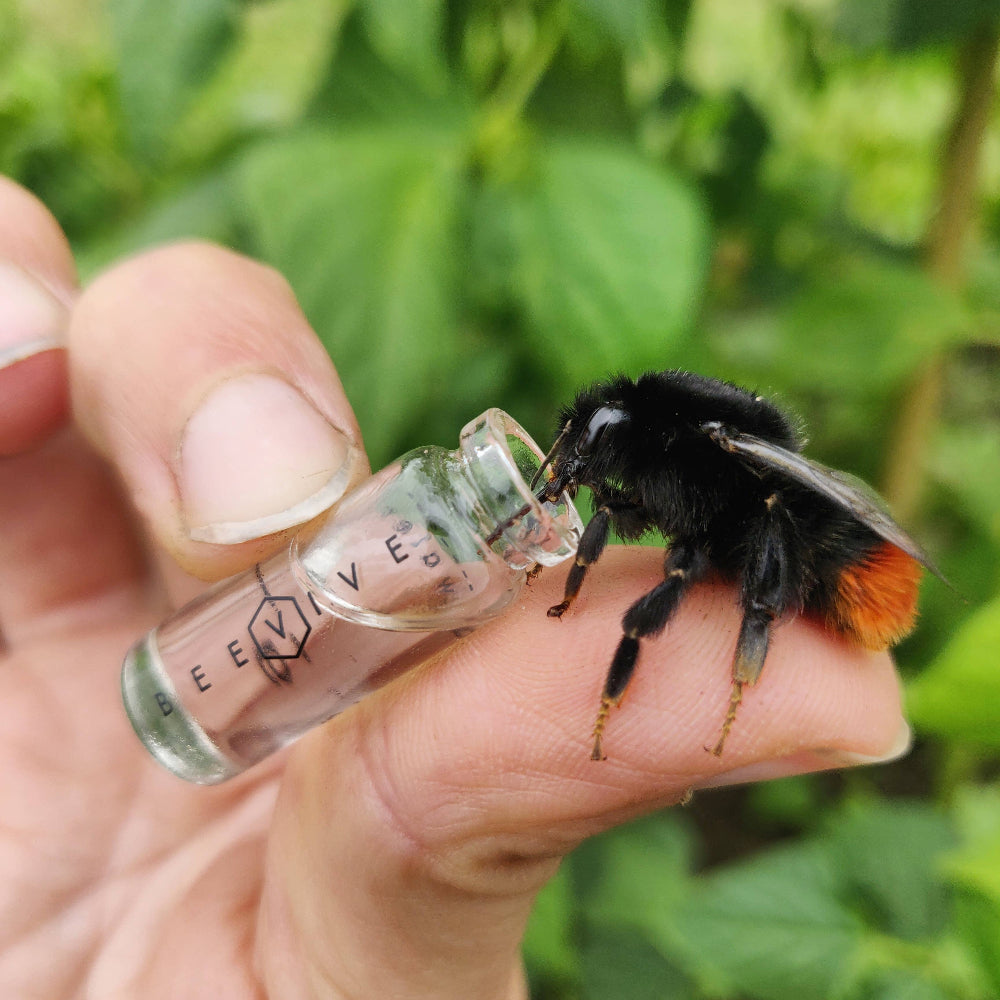Bee interacting with a glass bottle labeled 'DEEVIVE' held by a person against a green leafy background.