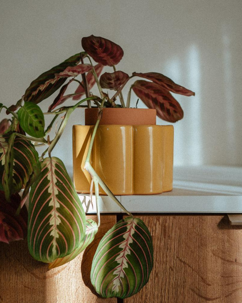 Pepin - Paula - Self-Contained Pot