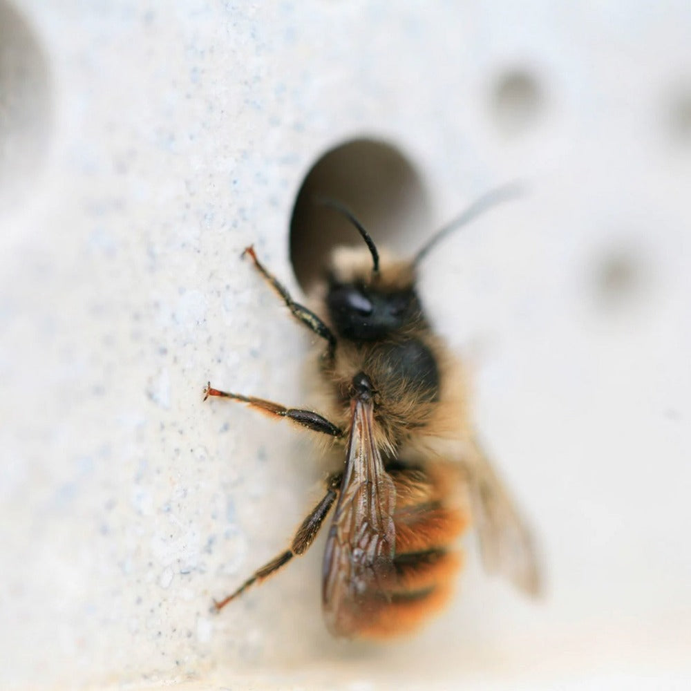 Small Bee Block for Solitary Bees