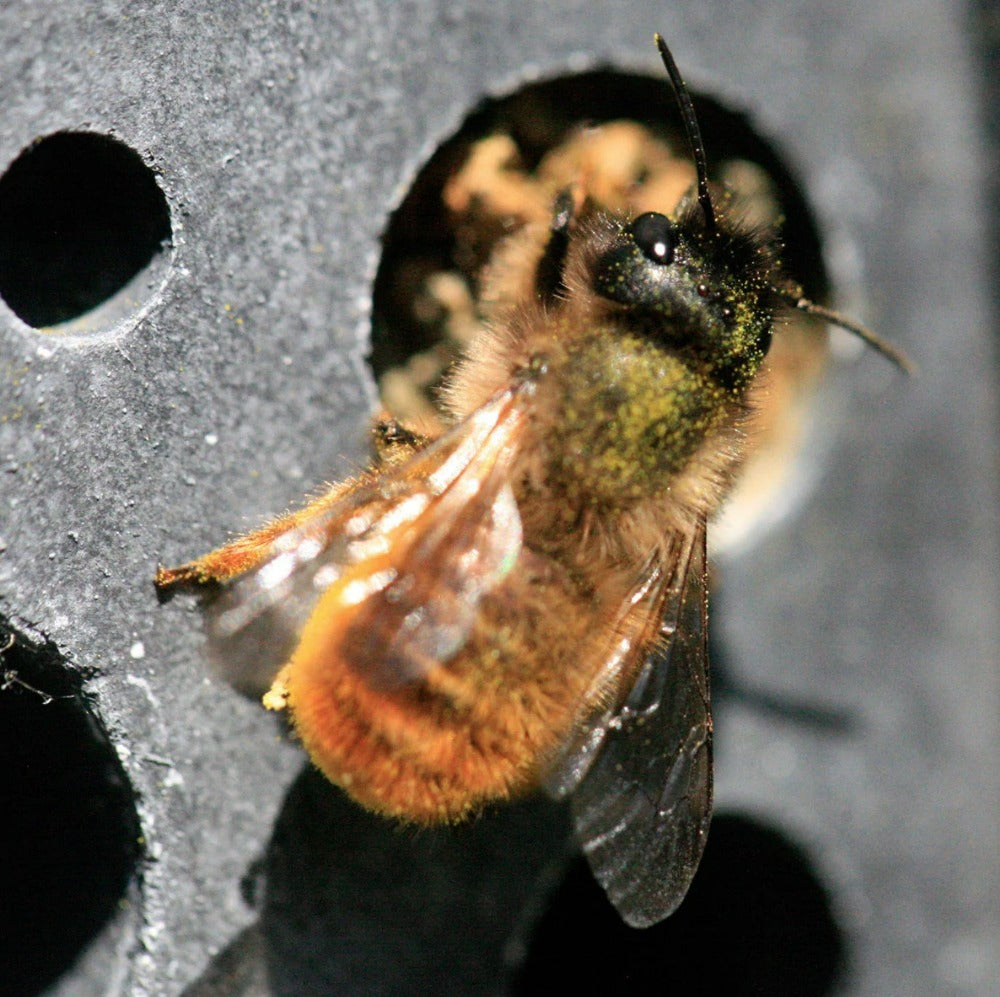 Small Bee Block for Solitary Bees