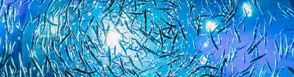 Your Skin Will Thank You For Your Omega-3 Rich Diet🐠