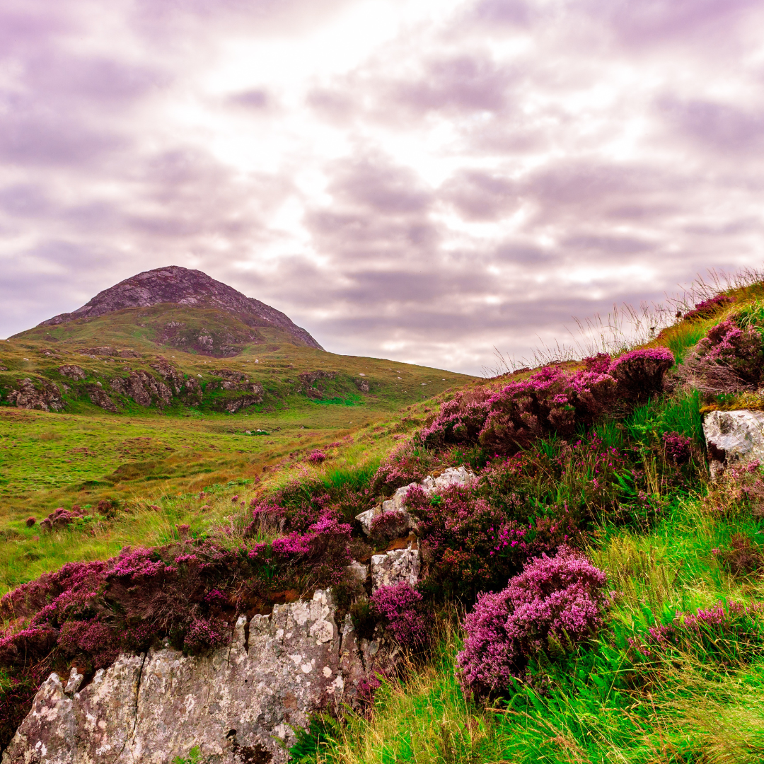 Ireland flora and fauna with mountain irish products skincare and gifts