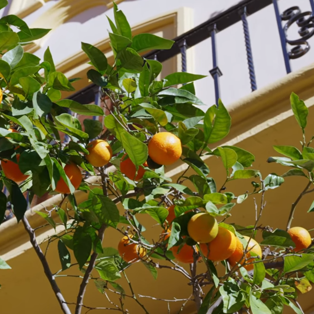 Max Benjamin Seville Orange Blossom Diffusers 150ml